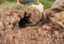 【145款】国外乡村田野抓捕蛇趣味捉蛇新奇特猎奇视频素材